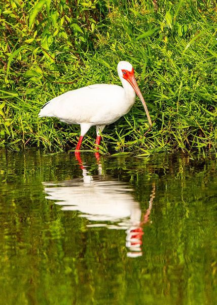 Friel, Bernard 아티스트의 USA-Florida-Sarasota-Myakka River State Park-Wading Bird-Feeding-White Ibis작품입니다.